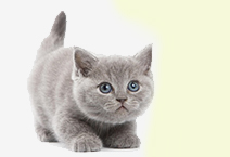 A SAÚDE DO 
SEU ANIMAL 
É IMPORTANTE